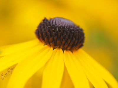 Black Eyed Susan