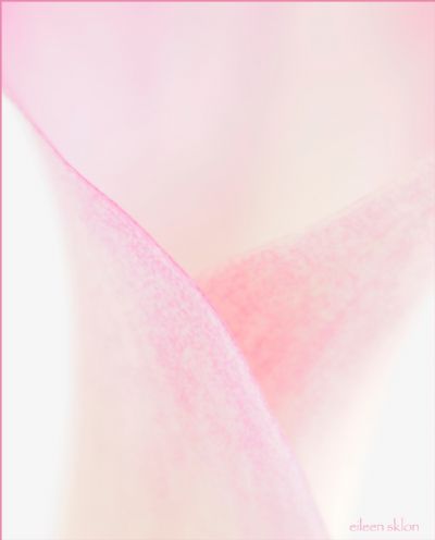 Calla Abstract