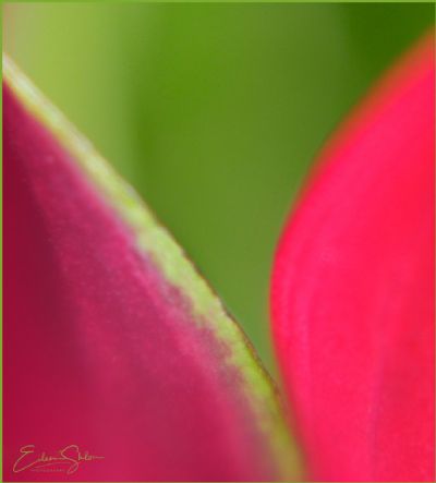 Calla Abstract 2