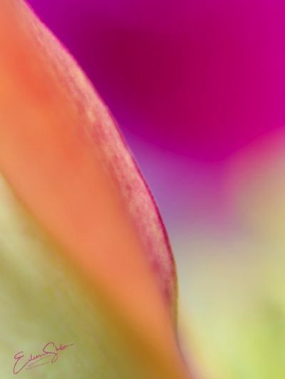 calla Abstract 3