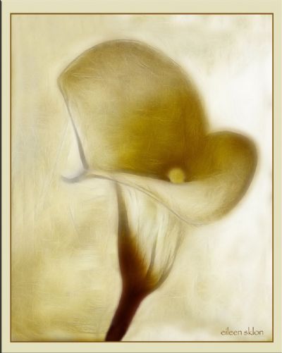 Calla Lily