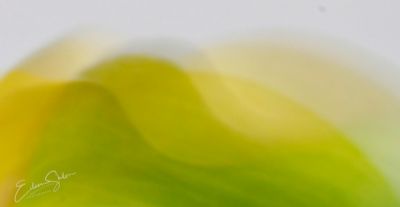 Calla abstract