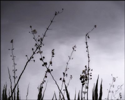 Pond reflection