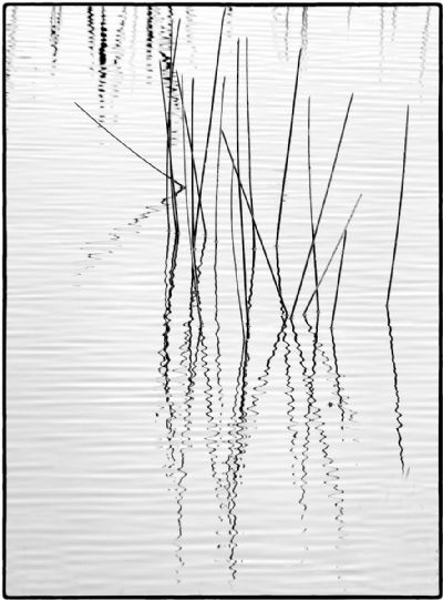 UntitledPond reeds 2