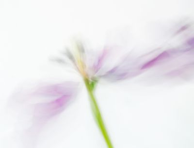 Dancing Nigella