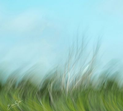 Everglades in the wind