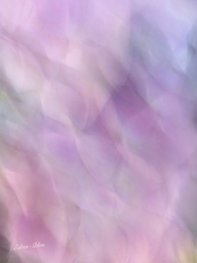 Hydrangea ICM