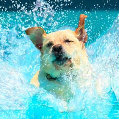 Labrador Splash