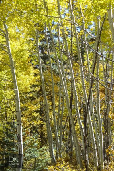 Aspens - San Juan Mountains