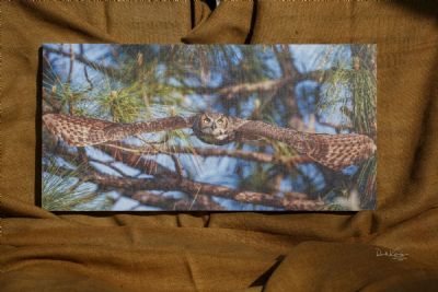 Flight of the Great Horned Owl