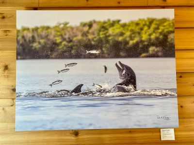 Dolphins Feasting