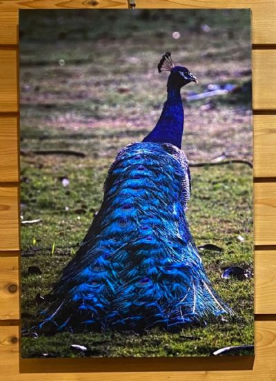 Peacock Tails