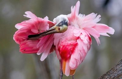 Ruffled Pink