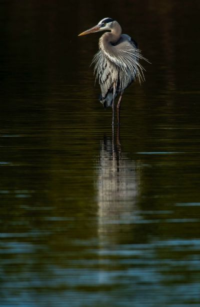 Great Blue Dawn