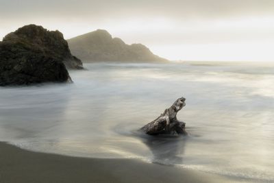 Driftwood