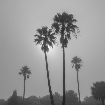 Foggy Palms