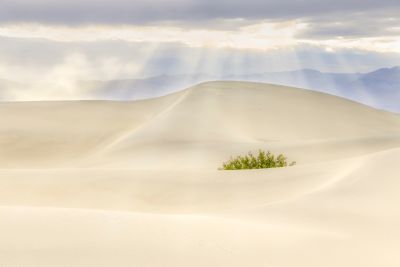 Desert Sands