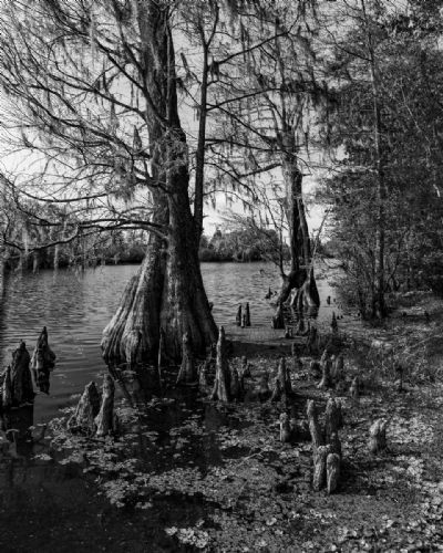 Cypress Trees and Knees, 16x20, Limited Edition 1/25