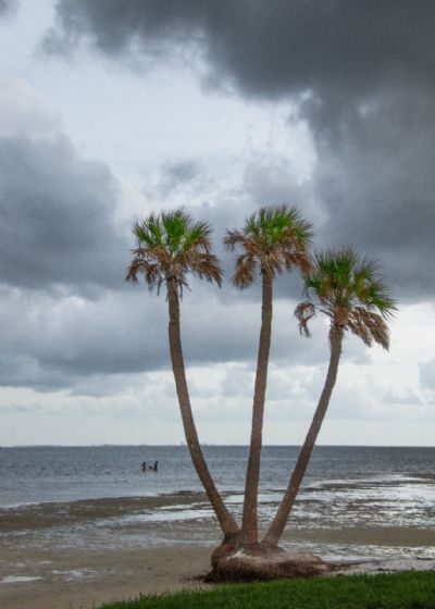 Three Palms