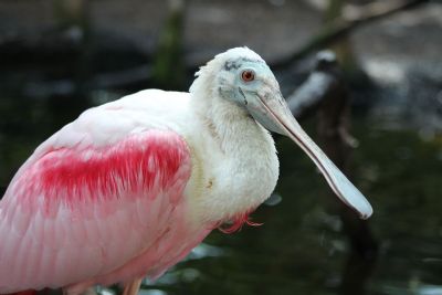 Roseate Spoonbill