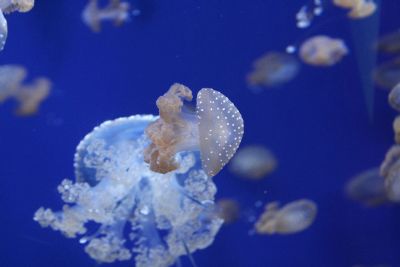 Small jelly, big tank