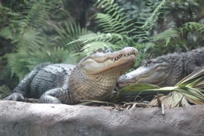 American Alligator