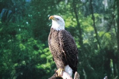 Bald Eagle